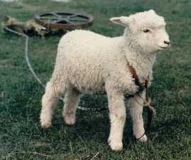 Passover Lamb Click here