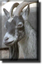 Billy-goat-HD.jpg